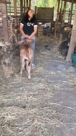 Anak sapi nakal