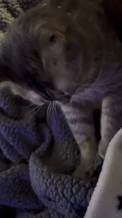 Y is cat kneading?