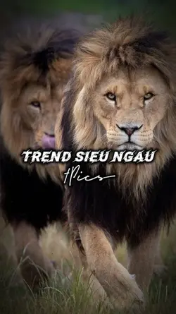 Trend Ngầu Vcd 1Pics