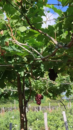 vineyard 