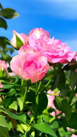 aesthetic Roses