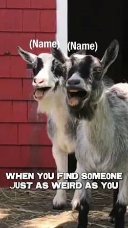 Funny Laughing Goats