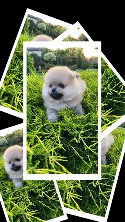 Puppies template