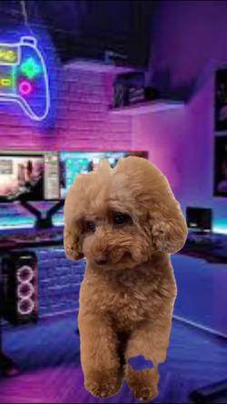 Recut | HAPPY POODLE DOG