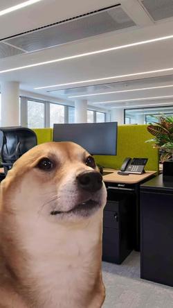 Recut | SHIBA INU DANCING