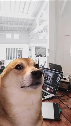 Recut | SHIBA INU DANCING