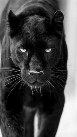 Recut | Black Stopmotion ♣️