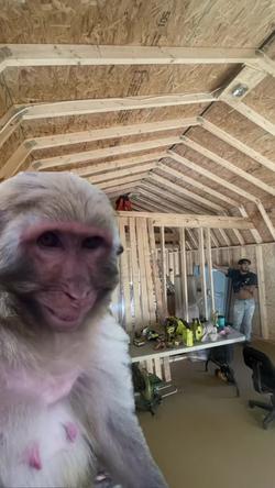 Recut | LAUGHING MONKEY
