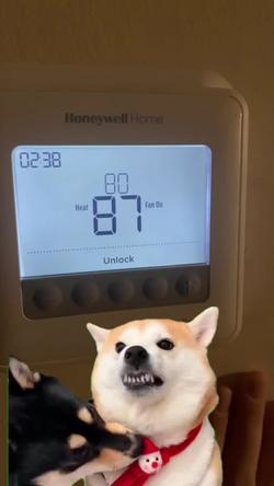 Recut | SHIBA INU RAGE