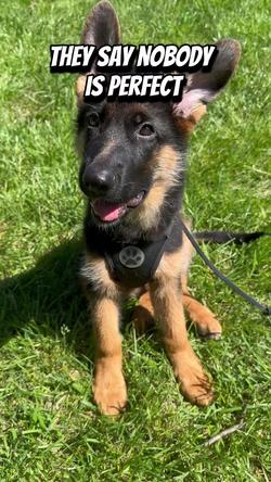 Recut | German Shepherd 👑