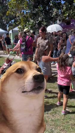 Recut | SHIBA INU DANCING