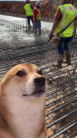 Recut | SHIBA INU DANCING