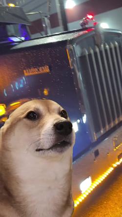 Recut | SHIBA INU DANCING