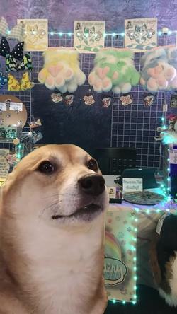 Recut | SHIBA INU DANCING