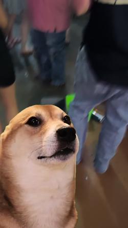 Recut | SHIBA INU DANCING