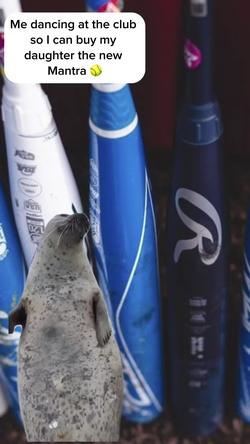 Recut | HAPPY SEAL is CLAPP