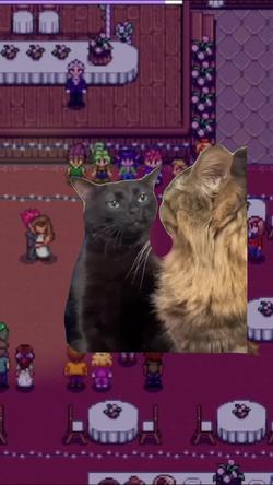 Recut | Black Cat Zoning Out