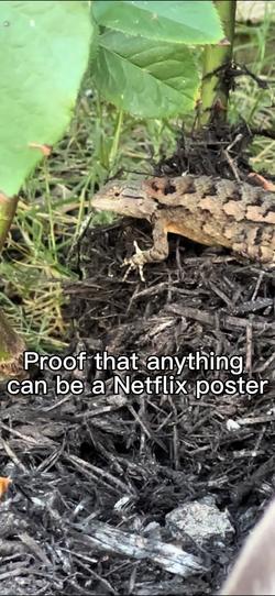 Recut | Proof Netflix Poster