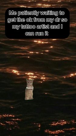Recut | Ginger Cat Waiting |