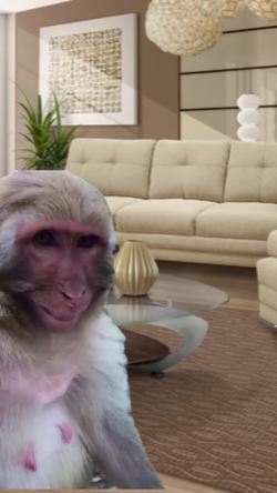 Recut | LAUGHING MONKEY