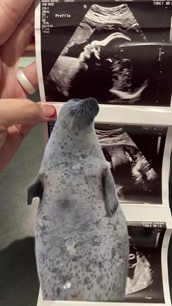 Recut | HAPPY SEAL is CLAPP