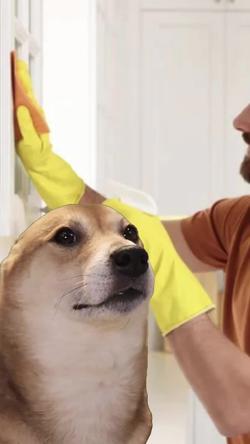 Recut | SHIBA INU DANCING