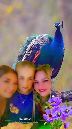 Recut | Romantic peacock