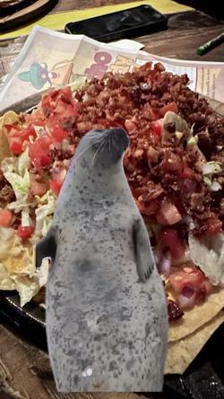 Recut | HAPPY SEAL is CLAPP