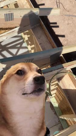 Recut | SHIBA INU DANCING