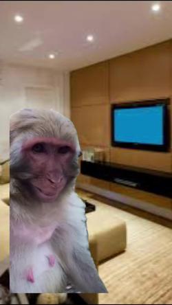Recut | LAUGHING MONKEY