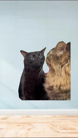 Recut | Black Cat Zoning Out