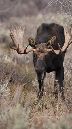 Recut | Wildlife 🍂🐾