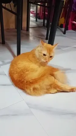 Add 1 clip