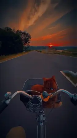 Add 4 clips
