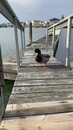 Add 16 clips