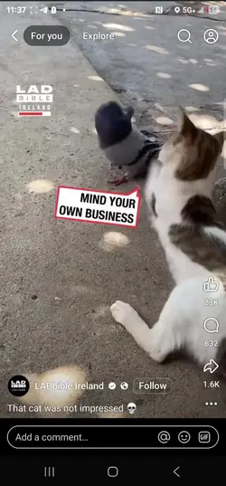 Add 1 clip