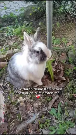 10 Clips hinzufügen